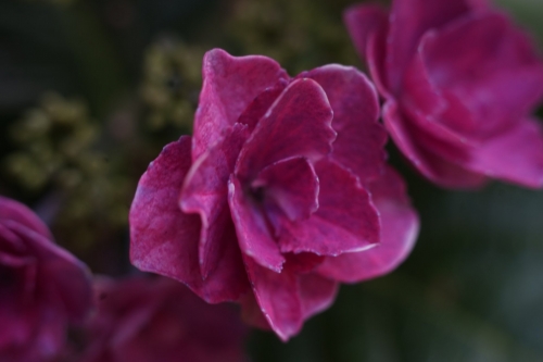 DSC01961